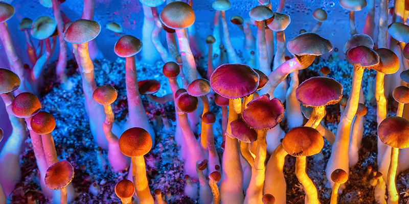Psychedelic Mushrooms
