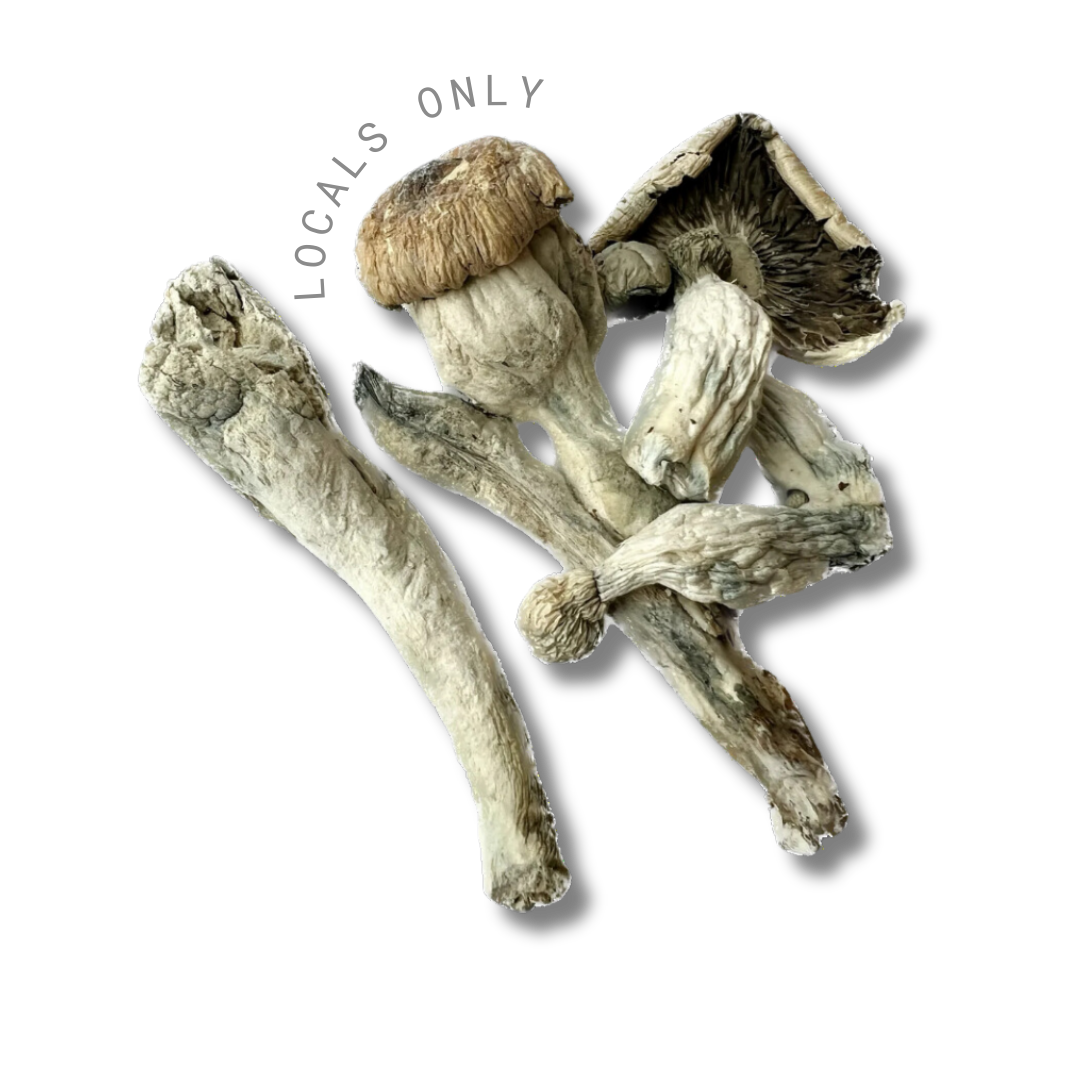 ALBINO PENIS ENVY