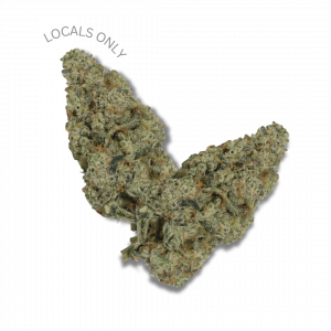 MODIFIED GRAPES [Indica-Hybrid, ~24% THC]