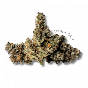 GASCOTTI [Indica-Hybrid, ~26% THC]