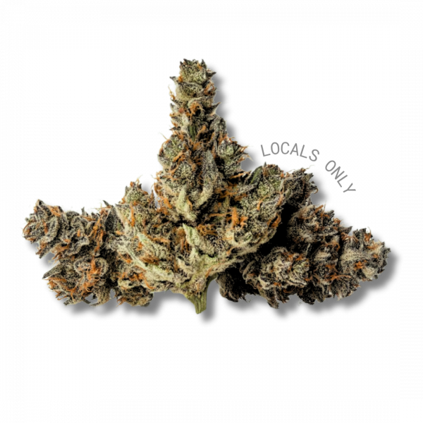 GASCOTTI [Indica-Hybrid, ~26% THC]
