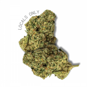 GASTRO POP [Hybrid, ~26% THC]