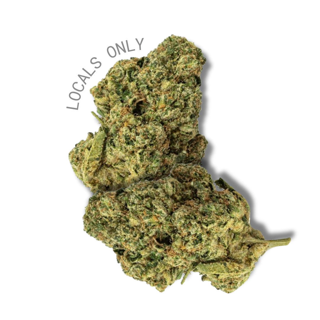 GASTRO POP [Hybrid, ~26% THC]