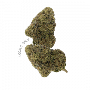 JEALOUSY [Hybrid, ~ 24% THC]