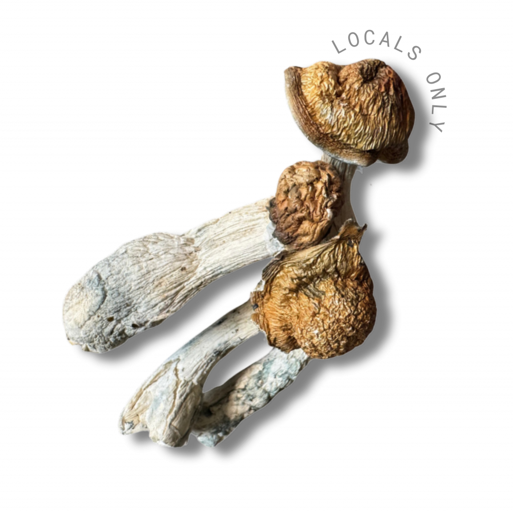 Mushroom Delivery DC