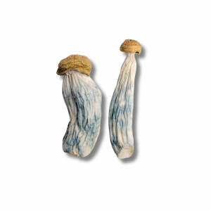 BLUE MEANIES