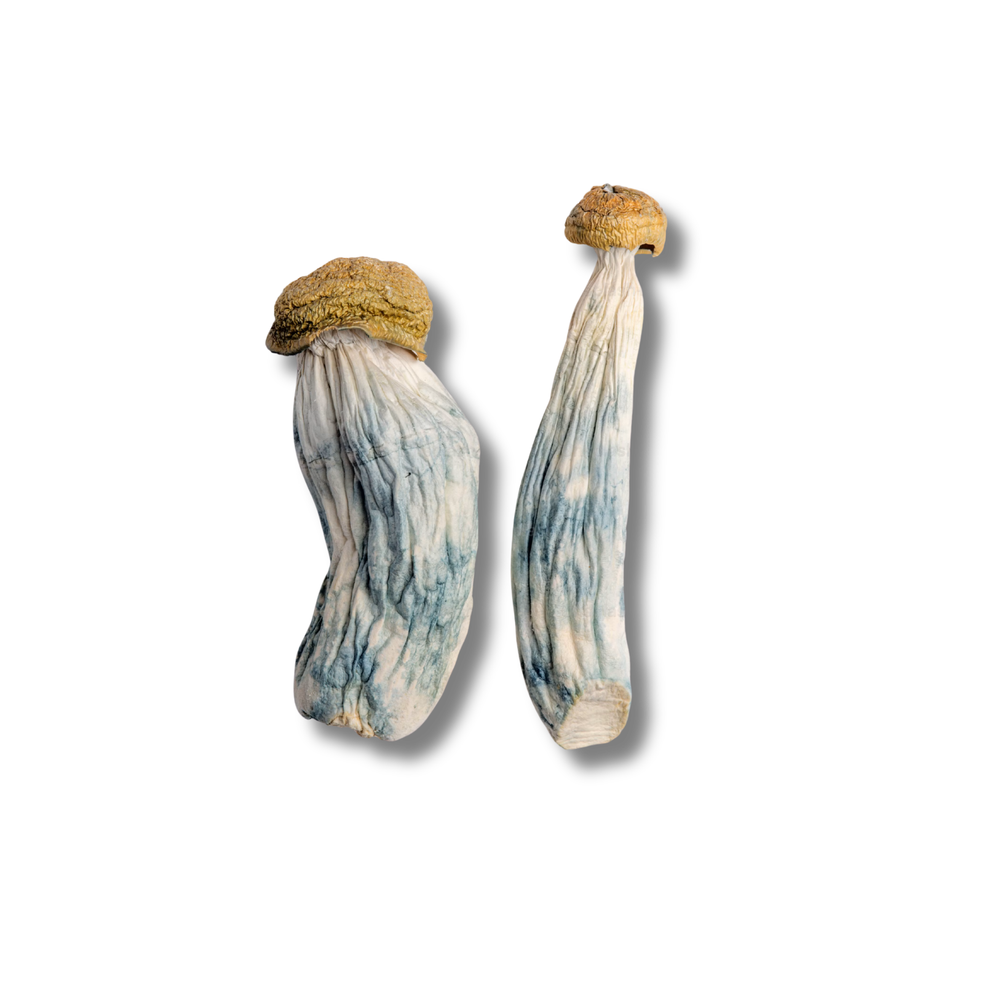 BLUE MEANIES